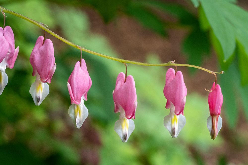 Issaquah-Washington State-USA Bleeding Heart (Lamprocapnos spectabilis) flowers